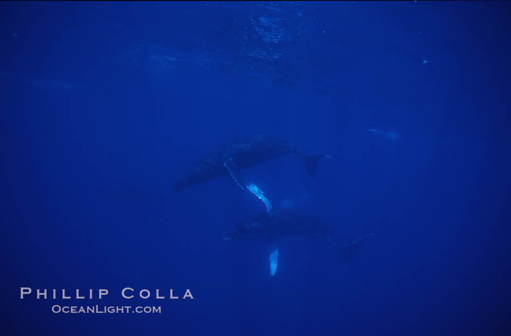 Humpback whales. Maui, Hawaii, USA, Megaptera novaeangliae, natural history stock photograph, photo id 04512