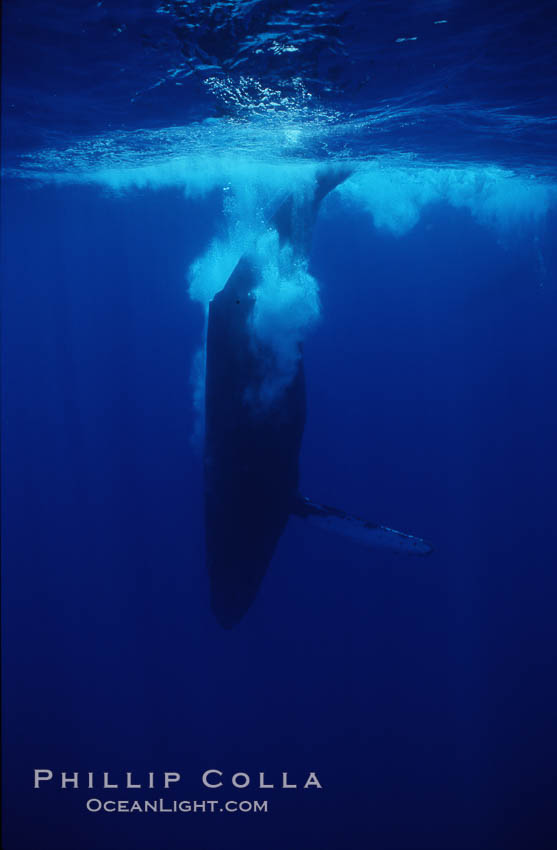 Humpback whale, releasing bubbles during steep dive. Maui, Hawaii, USA, Megaptera novaeangliae, natural history stock photograph, photo id 04495