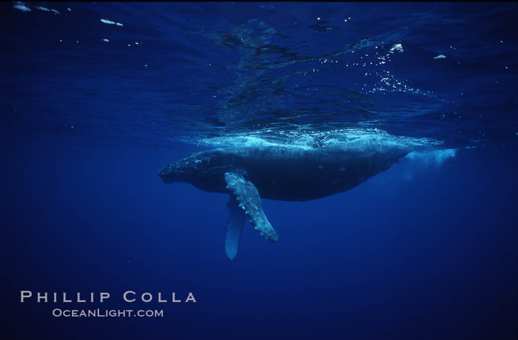 Humpback whale calf. Maui, Hawaii, USA, Megaptera novaeangliae, natural history stock photograph, photo id 04507