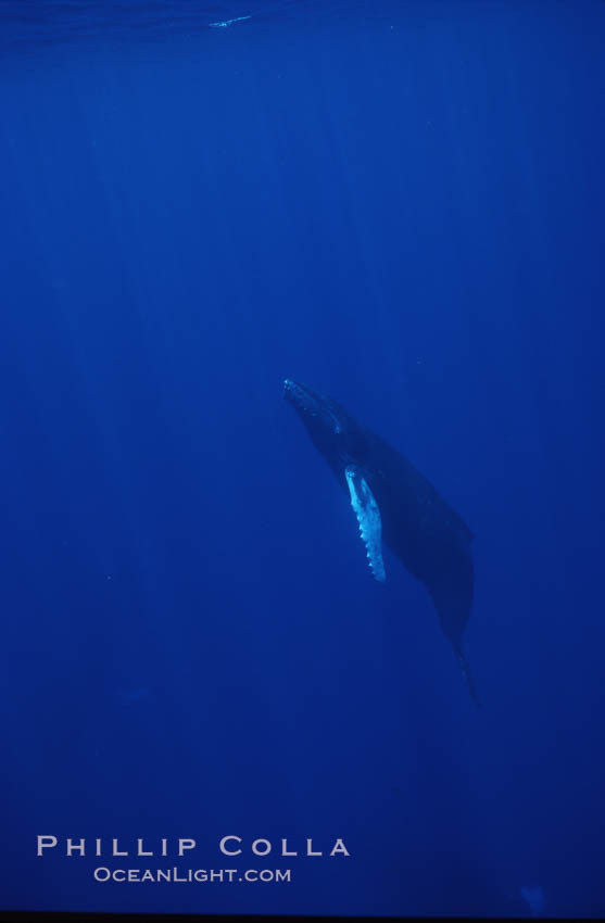 Humpback whale calf. Maui, Hawaii, USA, Megaptera novaeangliae, natural history stock photograph, photo id 04481