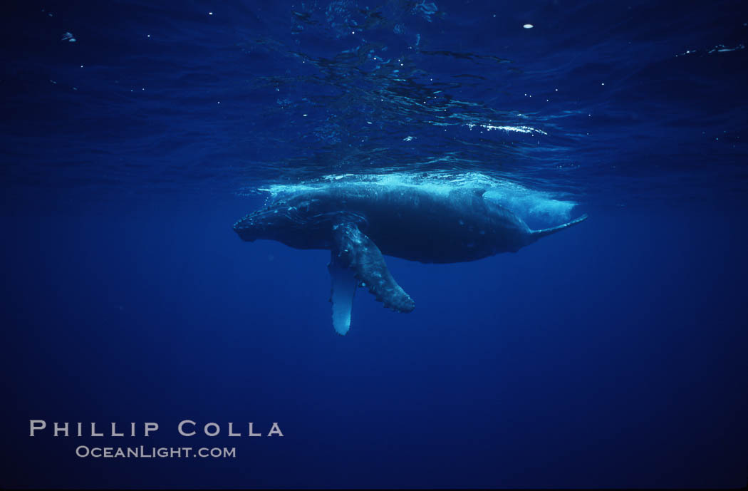 Humpback whale calf. Maui, Hawaii, USA, Megaptera novaeangliae, natural history stock photograph, photo id 04509