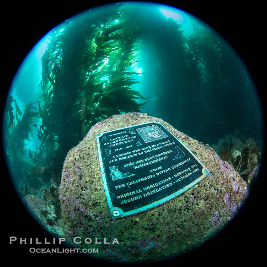 Underwater Plaque Honoring Jacques Cousteau at the Casino Point Dive Park, Avalon, Catalina Island. California, USA, natural history stock photograph, photo id 39445
