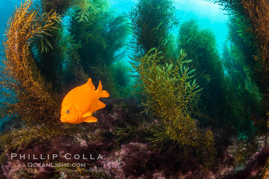 Underwater reef scene, Coronado Islands, Mexico. Coronado Islands (Islas Coronado), Baja California, Hypsypops rubicundus, natural history stock photograph, photo id 35094