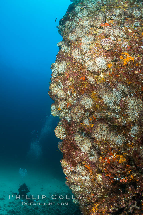 Underwater Reef with Invertebrates, Gorgonians, Coral Polyps, Sea of Cortez, Baja California. Mikes Reef, Mexico, natural history stock photograph, photo id 33492