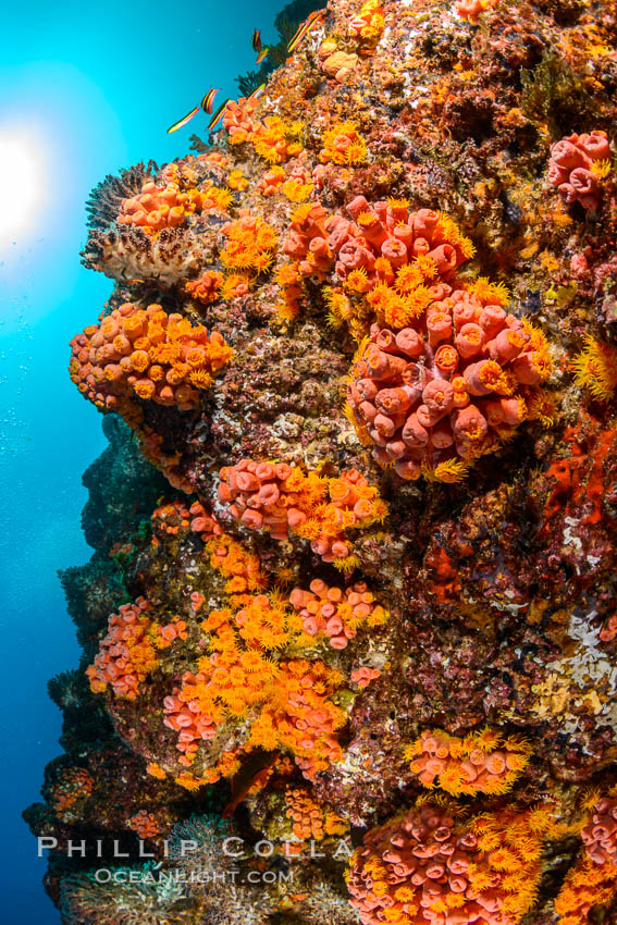 Underwater Reef with Invertebrates, Gorgonians, Coral Polyps, Sea of Cortez, Baja California. Mikes Reef, Mexico, natural history stock photograph, photo id 33496