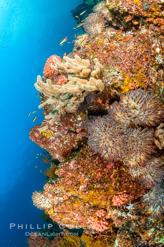 Underwater Reef with Invertebrates, Gorgonians, Coral Polyps, Sea of Cortez, Baja California. Mikes Reef, Mexico, natural history stock photograph, photo id 33500