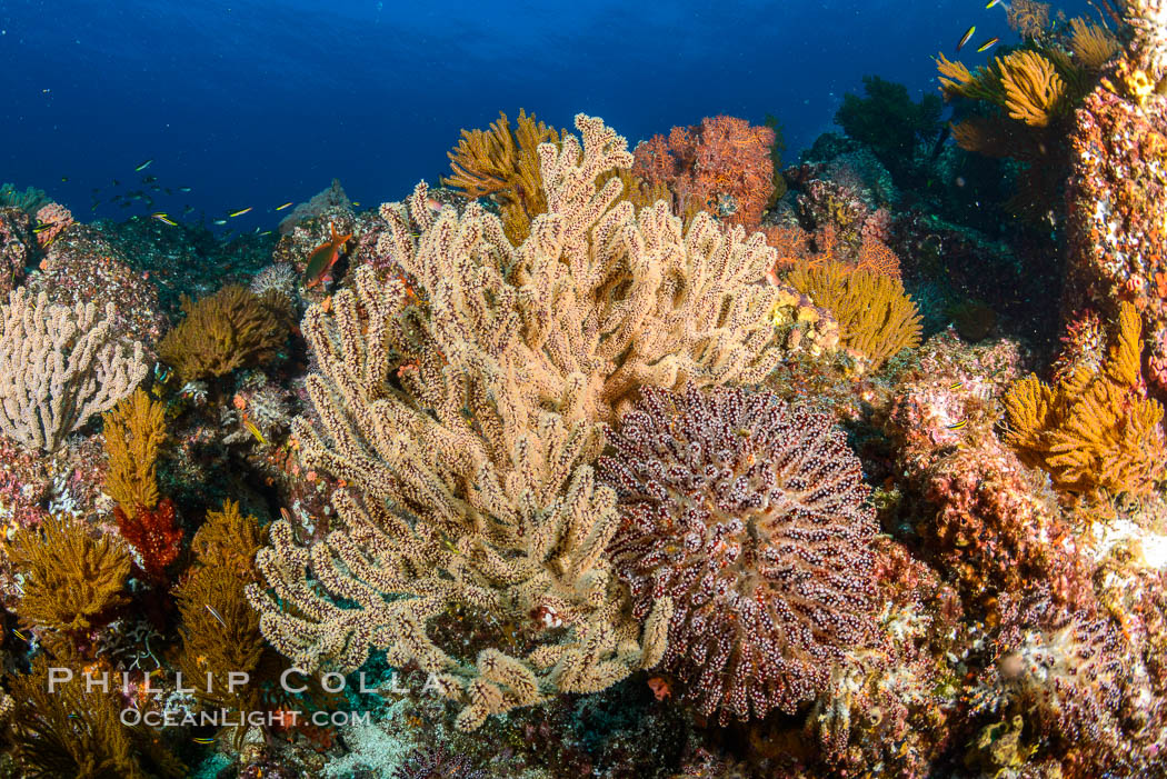 Underwater Reef with Invertebrates, Gorgonians, Coral Polyps, Sea of Cortez, Baja California. Mikes Reef, Mexico, natural history stock photograph, photo id 33499