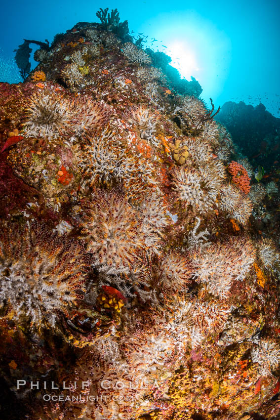 Underwater Reef with Invertebrates, Gorgonians, Coral Polyps, Sea of Cortez, Baja California. Mikes Reef, Mexico, natural history stock photograph, photo id 33493