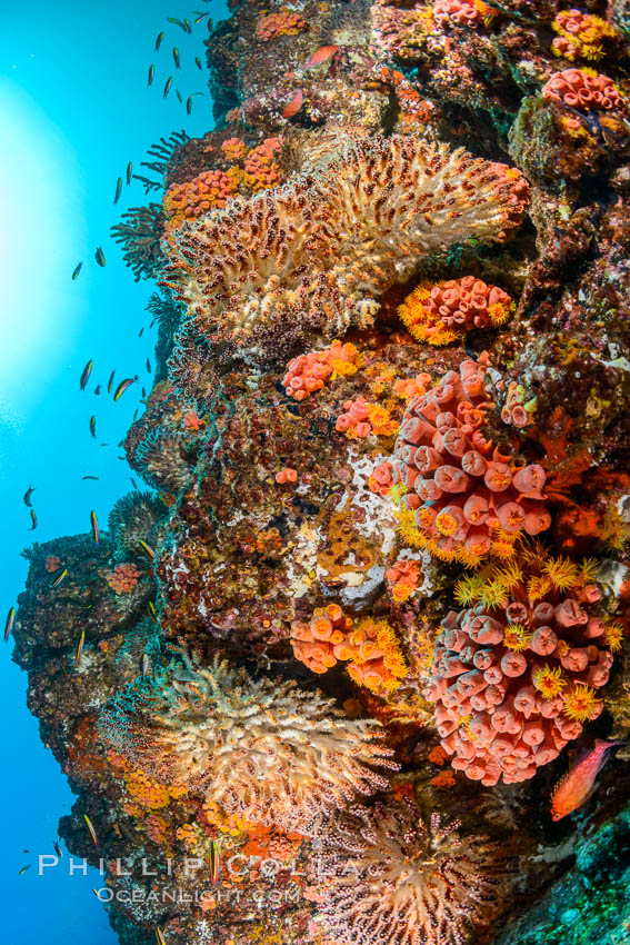 Underwater Reef with Invertebrates, Gorgonians, Coral Polyps, Sea of Cortez, Baja California. Mikes Reef, Mexico, natural history stock photograph, photo id 33497