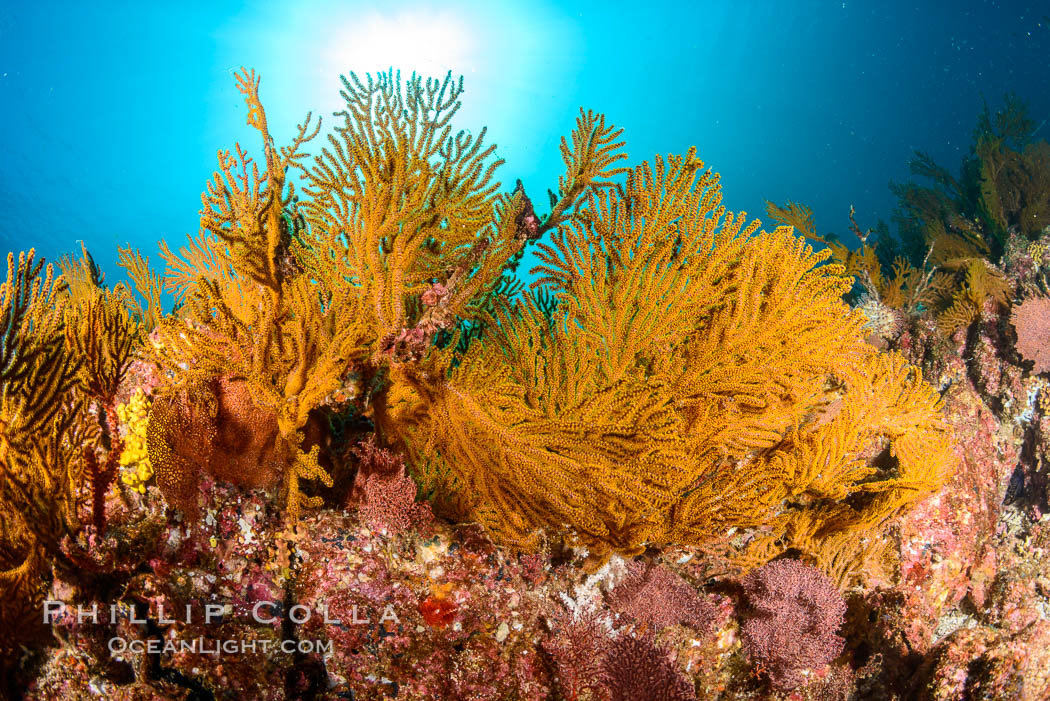 Underwater Reef with Invertebrates, Gorgonians, Coral Polyps, Sea of Cortez, Baja California. Mikes Reef, Mexico, natural history stock photograph, photo id 33501