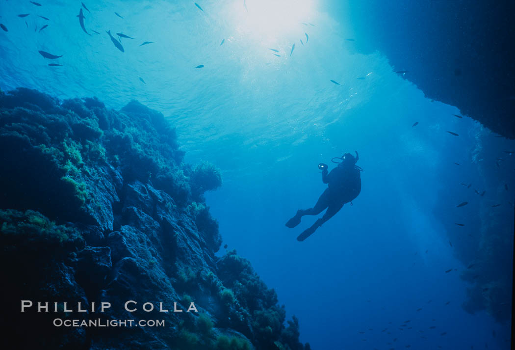 Underwater seascape, Church Rock, Guadalupe Island, Mexico. Guadalupe Island (Isla Guadalupe), Baja California, natural history stock photograph, photo id 36164