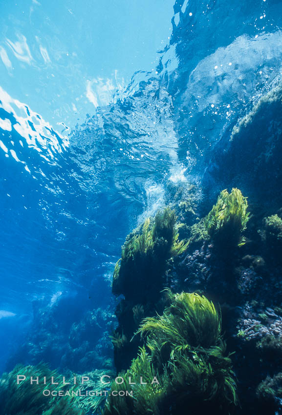 Underwater seascape, Church Rock, Guadalupe Island, Mexico. Guadalupe Island (Isla Guadalupe), Baja California, natural history stock photograph, photo id 36168