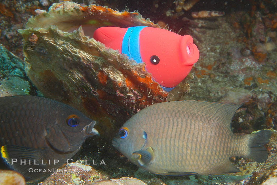 Undescribed fish species. Cousins, Galapagos Islands, Ecuador, natural history stock photograph, photo id 16466