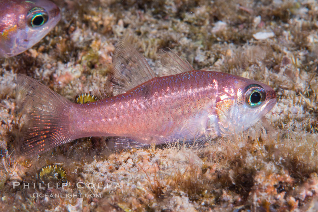 Unidentified cardinalfish, Sea of Cortez. Isla Cayo, Baja California, Mexico, natural history stock photograph, photo id 33762