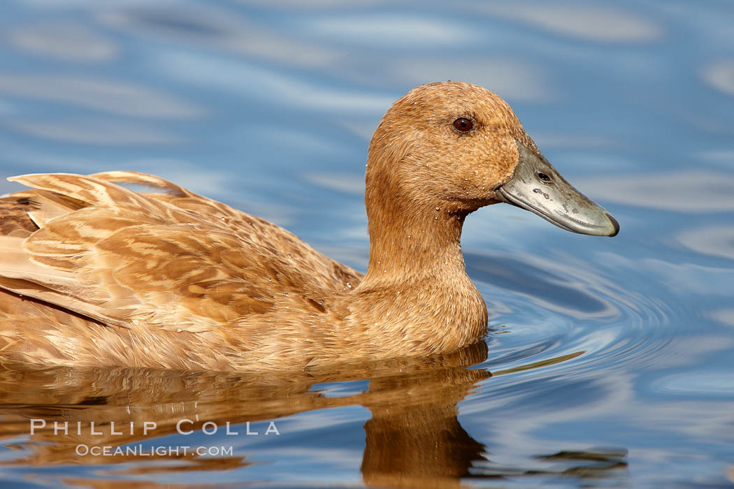 Unidentified duck. Santee Lakes, California, USA, natural history stock photograph, photo id 23406