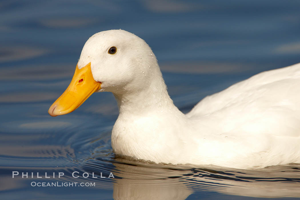 Unidentified duck. Santee Lakes, California, USA, natural history stock photograph, photo id 23399