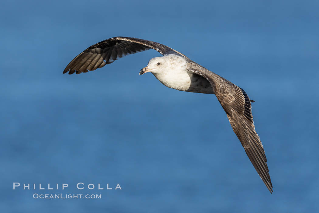 Unidentified gull in flight, La Jolla., natural history stock photograph, photo id 37800