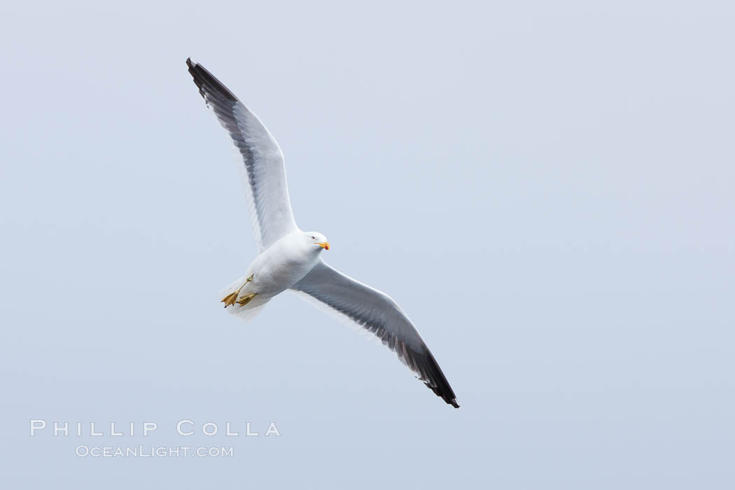 Unidentified gull, Hannah Point. Livingston Island, Antarctic Peninsula, Antarctica, natural history stock photograph, photo id 25944