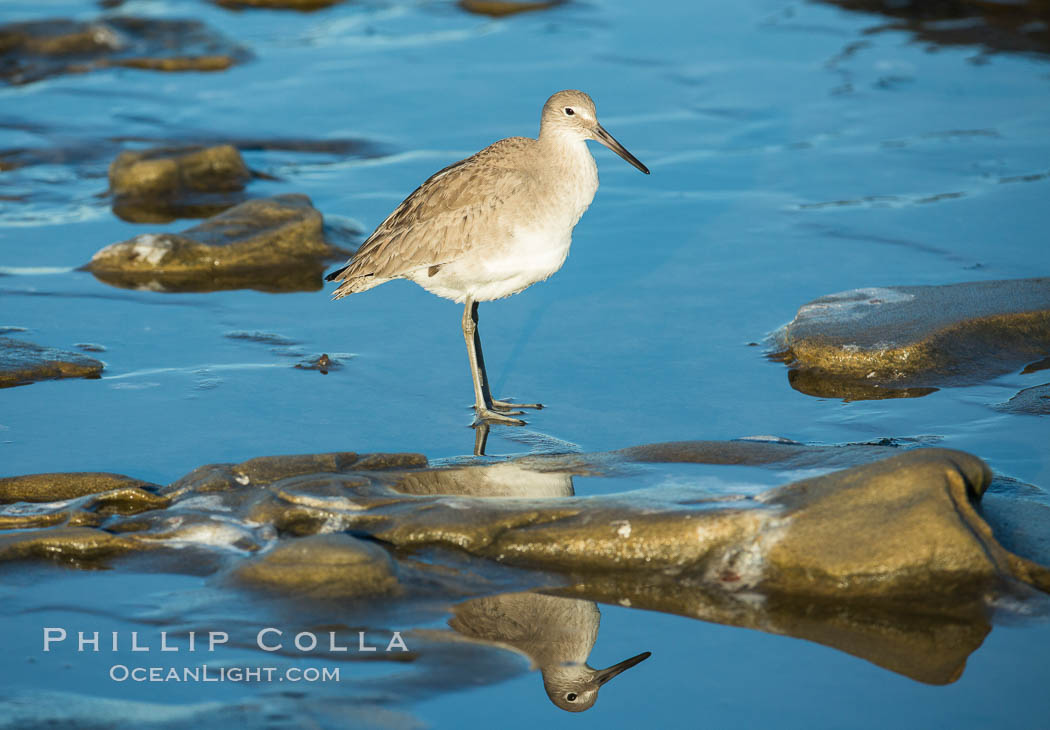 Willet. La Jolla, California, USA, Catoptrophurus semipalmatus, natural history stock photograph, photo id 30308