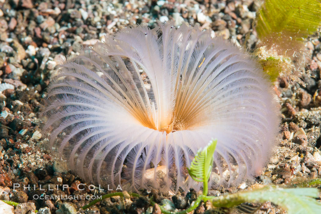 Unidentified Serpulid Polychaete Worm, Sea of Cortez. Punta Alta, Baja California, Mexico, natural history stock photograph, photo id 33735
