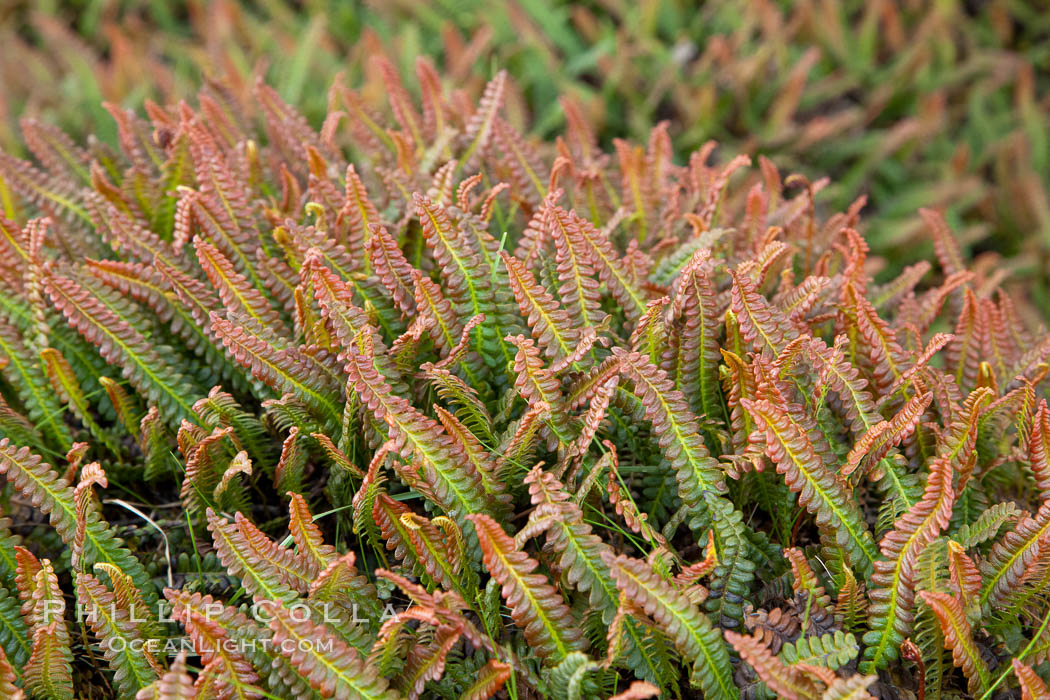 Unidentified small fern, Tierra del Fuego National Park, Argentina. Ushuaia, natural history stock photograph, photo id 23613