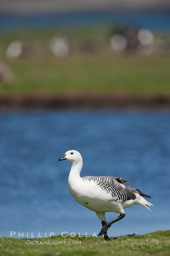 Upland goose, male, beside pond in the interior of Carcass Island near Dyke Bay. Falkland Islands, United Kingdom, Chloephaga picta, natural history stock photograph, photo id 24064