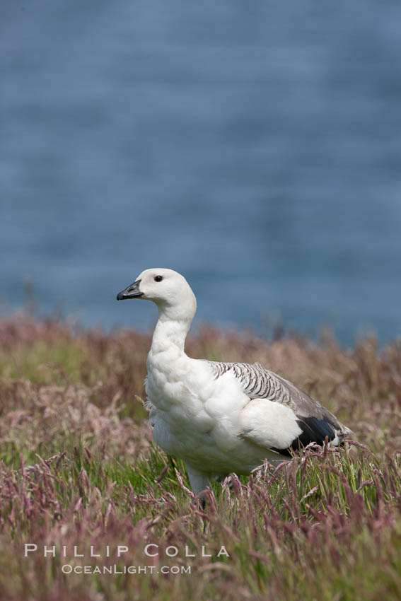 Upland goose, male, walking across grasslands. Males have a white head and breast, females are brown with black-striped wings and yellow feet. Upland geese are 24-29"  long and weigh about 7 lbs. New Island, Falkland Islands, United Kingdom, Chloephaga picta, natural history stock photograph, photo id 23771