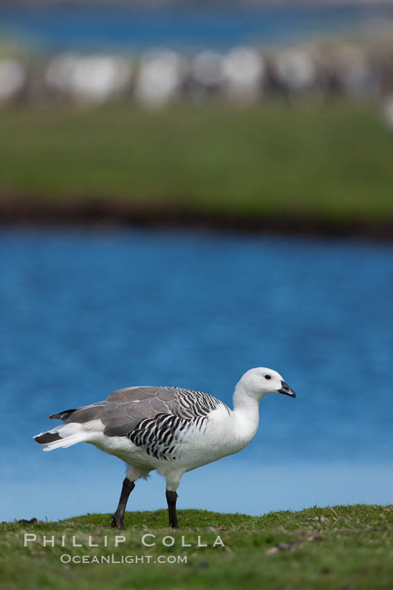 Upland goose, male, beside pond in the interior of Carcass Island near Leopard Beach, Chloephaga picta