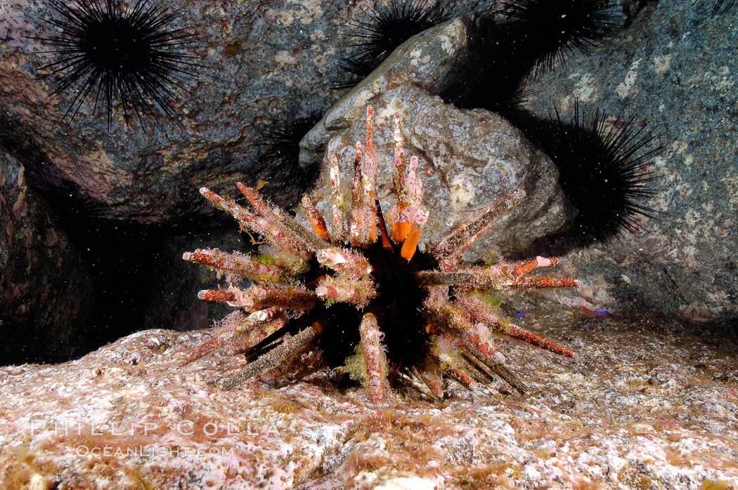 Unidentified marine urchin. Guadalupe Island (Isla Guadalupe), Baja California, Mexico, natural history stock photograph, photo id 09579