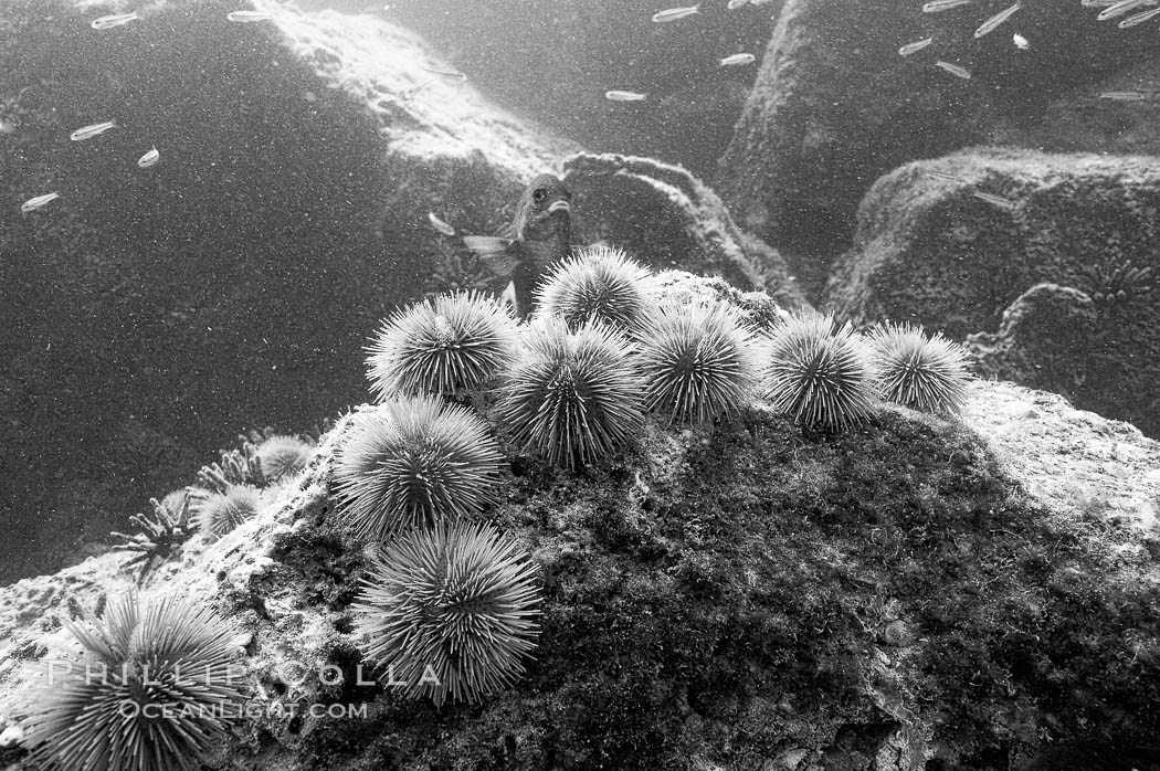 Urchins on rock, black and white / grainy. Isla Lobos, Galapagos Islands, Ecuador, natural history stock photograph, photo id 16418