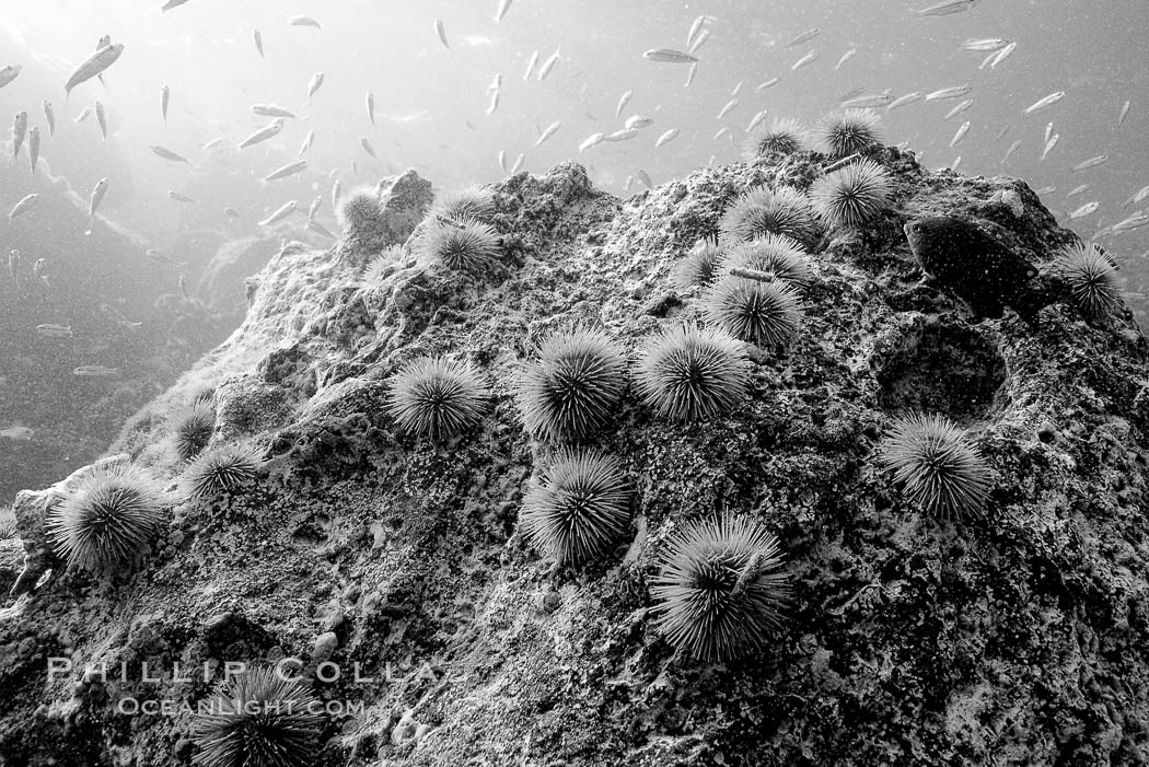 Urchins on rock, black and white / grainy. Isla Lobos, Galapagos Islands, Ecuador, natural history stock photograph, photo id 16419