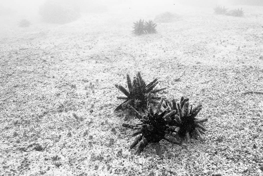 Urchins on sand, black and white / grainy. Isla Lobos, Galapagos Islands, Ecuador, natural history stock photograph, photo id 16420