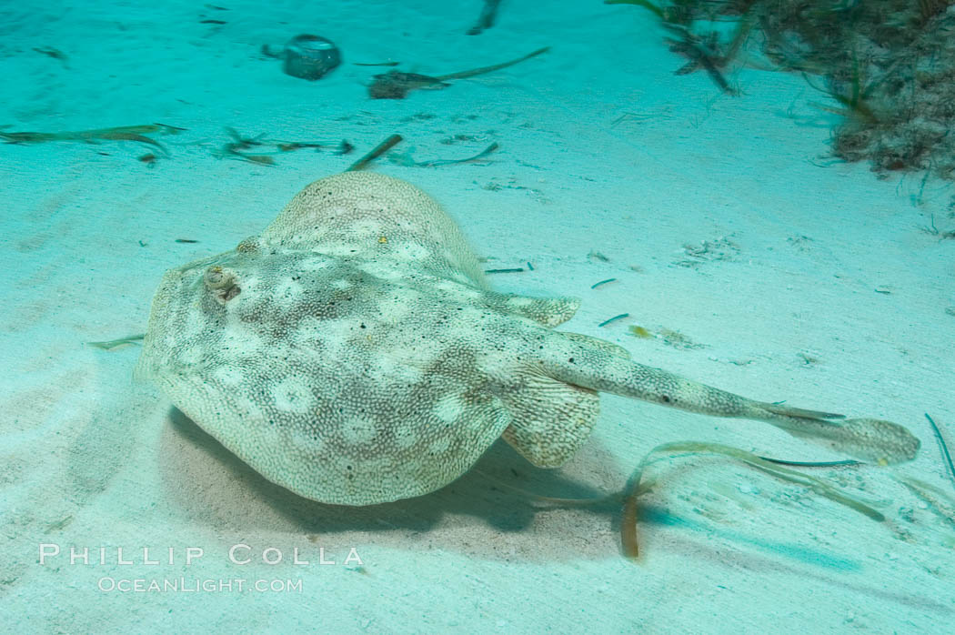 Yellow stingray. Great Isaac Island, Bahamas, Urobatis jamaicensis, natural history stock photograph, photo id 10818