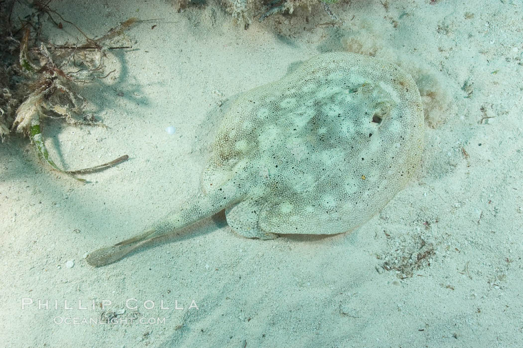 Yellow stingray. Great Isaac Island, Bahamas, Urobatis jamaicensis, natural history stock photograph, photo id 10815