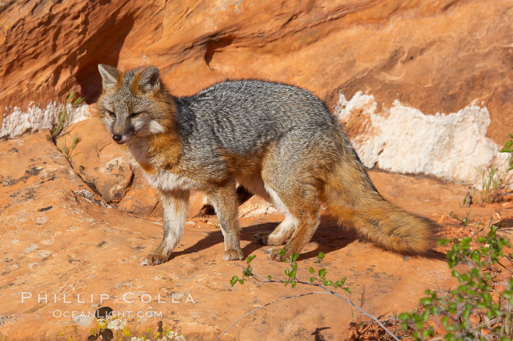 Gray fox.  Gray foxes are found in deciduous woodlands, but are occasionally seen in old fields foraging for fruits and insects. Gray foxes resemble small, gracile dogs with bushy tails. They are distinguished from most other canids by their grizzled upperparts, buff neck and black-tipped tail., Urocyon cinereoargenteus, natural history stock photograph, photo id 12089