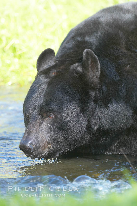 American black bear, adult male, Sierra Nevada foothills, Mariposa, California., Ursus americanus, natural history stock photograph, photo id 15980