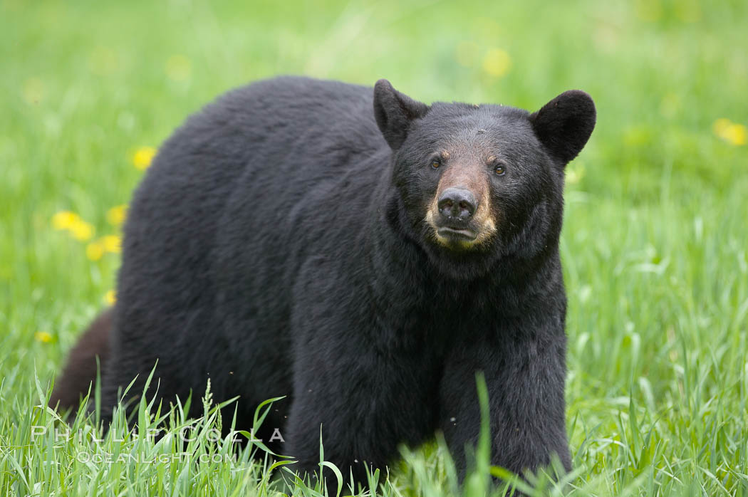 Black bear walking in a grassy meadow. Black bears can live 25 years or more, and range in color from deepest black to chocolate and cinnamon brown. Adult males typically weigh up to 600 pounds. Adult females weight up to 400 pounds and reach sexual maturity at 3 or 4 years of age. Adults stand about 3' tall at the shoulder, Ursus americanus, Orr, Minnesota