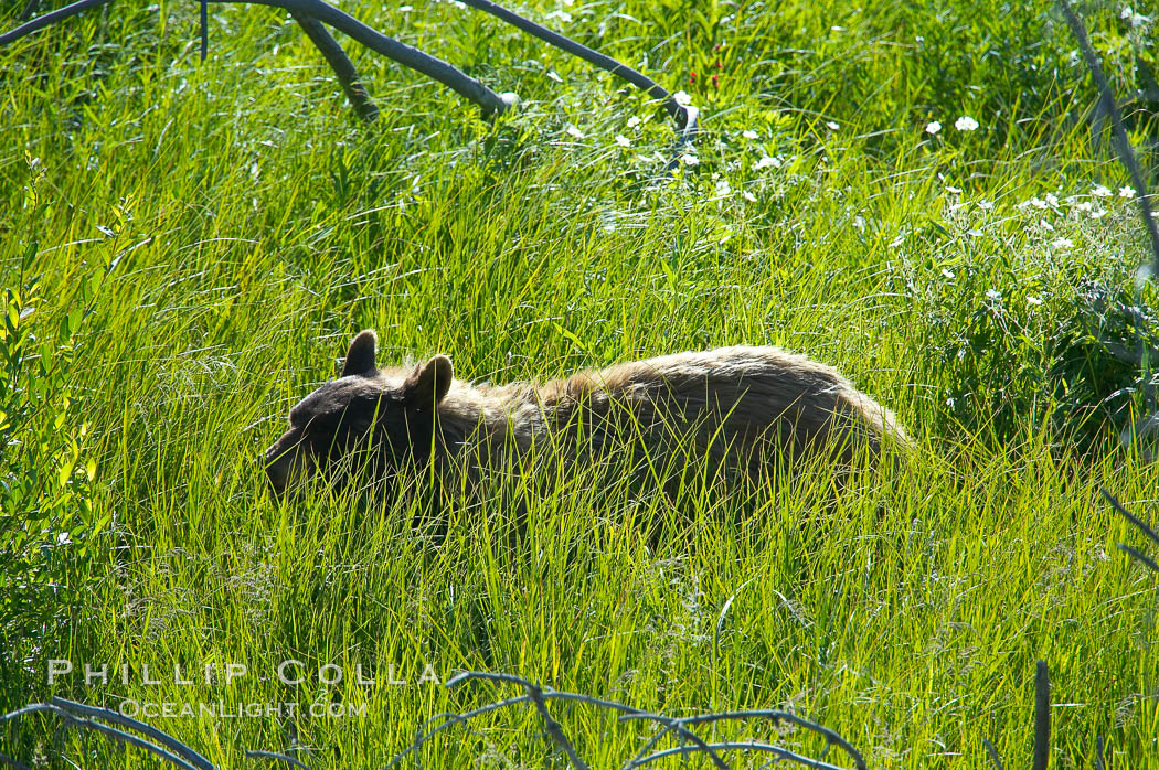 This black bear is wading through deep grass grazing on wild flowers.  Lamar Valley. Yellowstone National Park, Wyoming, USA, Ursus americanus, natural history stock photograph, photo id 13107