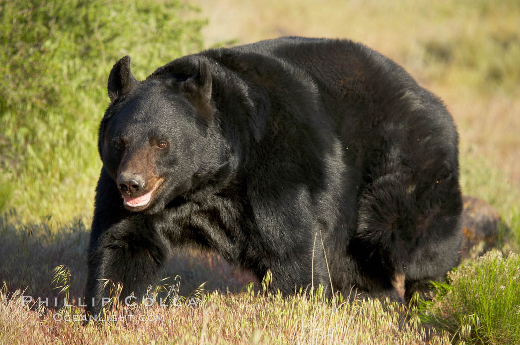 American black bear, adult male., Ursus americanus, natural history stock photograph, photo id 12249