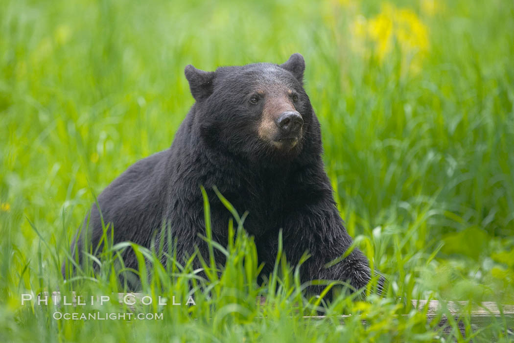 Black bear portrait sitting in long grass.  This bear still has its thick, full winter coat, which will be shed soon with the approach of summer.  Black bears are omnivores and will find several foods to their liking in meadows, including grasses, herbs, fruits, and insects. Orr, Minnesota, USA, Ursus americanus, natural history stock photograph, photo id 18754