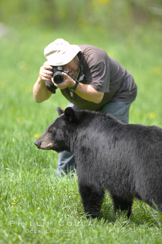 Photographer crouches down to photograph a black bear walking by. Orr, Minnesota, USA, Ursus americanus, natural history stock photograph, photo id 18782