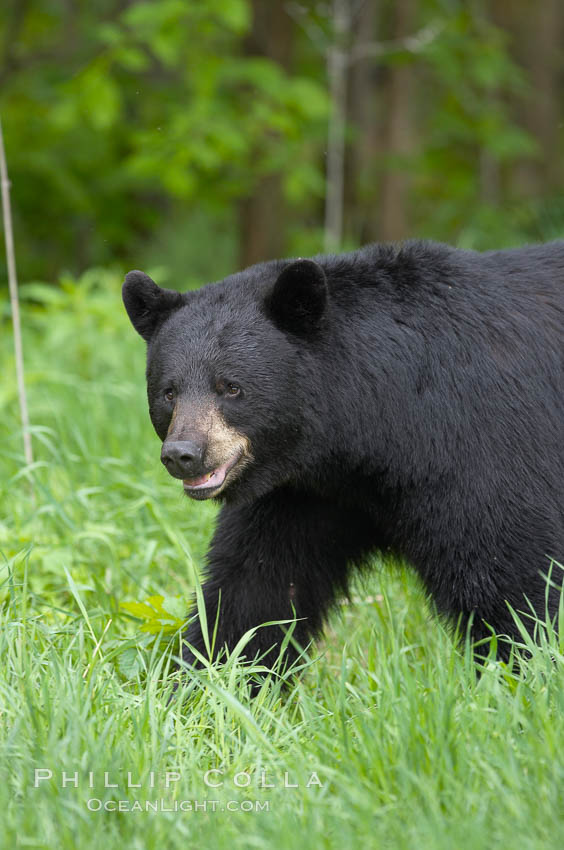 American black bear in grassy meadow. Orr, Minnesota, USA, Ursus americanus, natural history stock photograph, photo id 18790