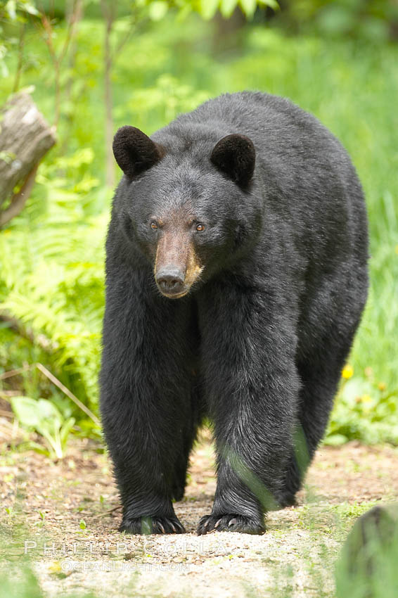 Black bear walking in a forest.  Black bears can live 25 years or more, and range in color from deepest black to chocolate and cinnamon brown.  Adult males typically weigh up to 600 pounds.  Adult females weight up to 400 pounds and reach sexual maturity at 3 or 4 years of age.  Adults stand about 3' tall at the shoulder. Orr, Minnesota, USA, Ursus americanus, natural history stock photograph, photo id 18760