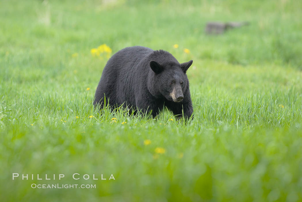 Black bear in profile.  This bear still has its thick, full winter coat, which will be shed soon with the approach of summer. Orr, Minnesota, USA, Ursus americanus, natural history stock photograph, photo id 18772