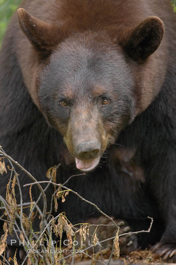 Black bear portrait.  American black bears range in color from deepest black to chocolate and cinnamon brown.  They prefer forested and meadow environments. This bear still has its thick, full winter coat, which will be shed soon with the approach of summer. Orr, Minnesota, USA, Ursus americanus, natural history stock photograph, photo id 18808