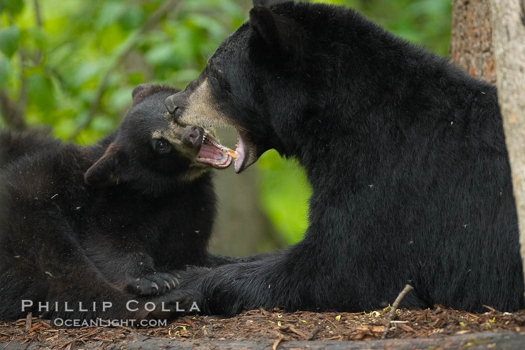 American black bear, mother and cub. Orr, Minnesota, USA, Ursus americanus, natural history stock photograph, photo id 18759