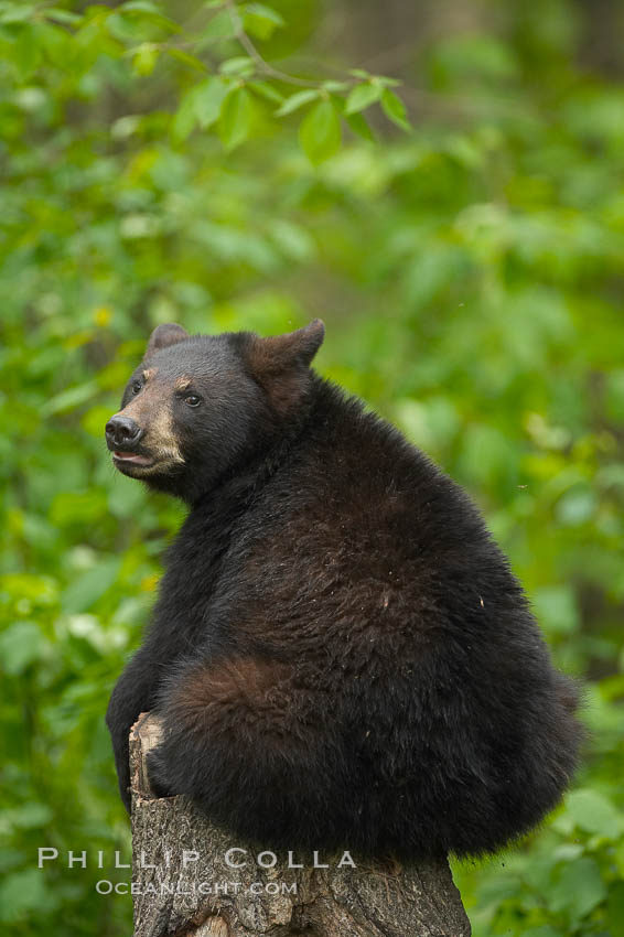 Black bear yearling sits on a stumb in a northern Minnesota forest. Orr, USA, Ursus americanus, natural history stock photograph, photo id 18775