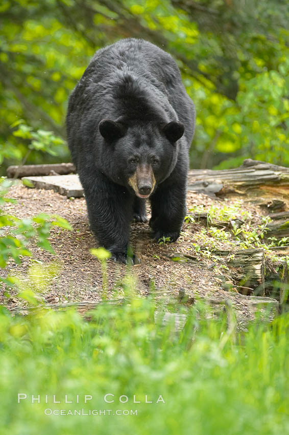 Black bear walking in a forest.  Black bears can live 25 years or more, and range in color from deepest black to chocolate and cinnamon brown.  Adult males typically weigh up to 600 pounds.  Adult females weight up to 400 pounds and reach sexual maturity at 3 or 4 years of age.  Adults stand about 3' tall at the shoulder. Orr, Minnesota, USA, Ursus americanus, natural history stock photograph, photo id 18799
