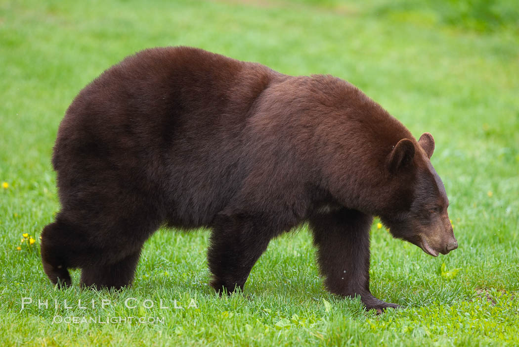 Black bear in profile.  This bear still has its thick, full winter coat, which will be shed soon with the approach of summer. Orr, Minnesota, USA, Ursus americanus, natural history stock photograph, photo id 18803