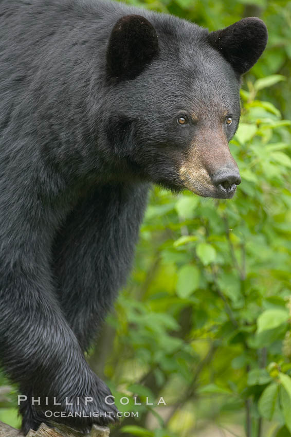 Black bear portrait.  American black bears range in color from deepest black to chocolate and cinnamon brown.  They prefer forested and meadow environments. This bear still has its thick, full winter coat, which will be shed soon with the approach of summer. Orr, Minnesota, USA, Ursus americanus, natural history stock photograph, photo id 18757